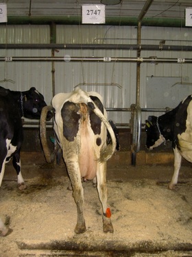 Cow in tie-stall with pedometer attached to right leg